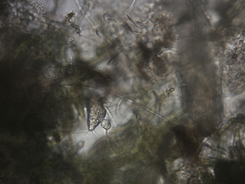 Gemmazione in infusore?